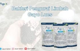 Bakteri Pengurai Limbah Gayo Lues