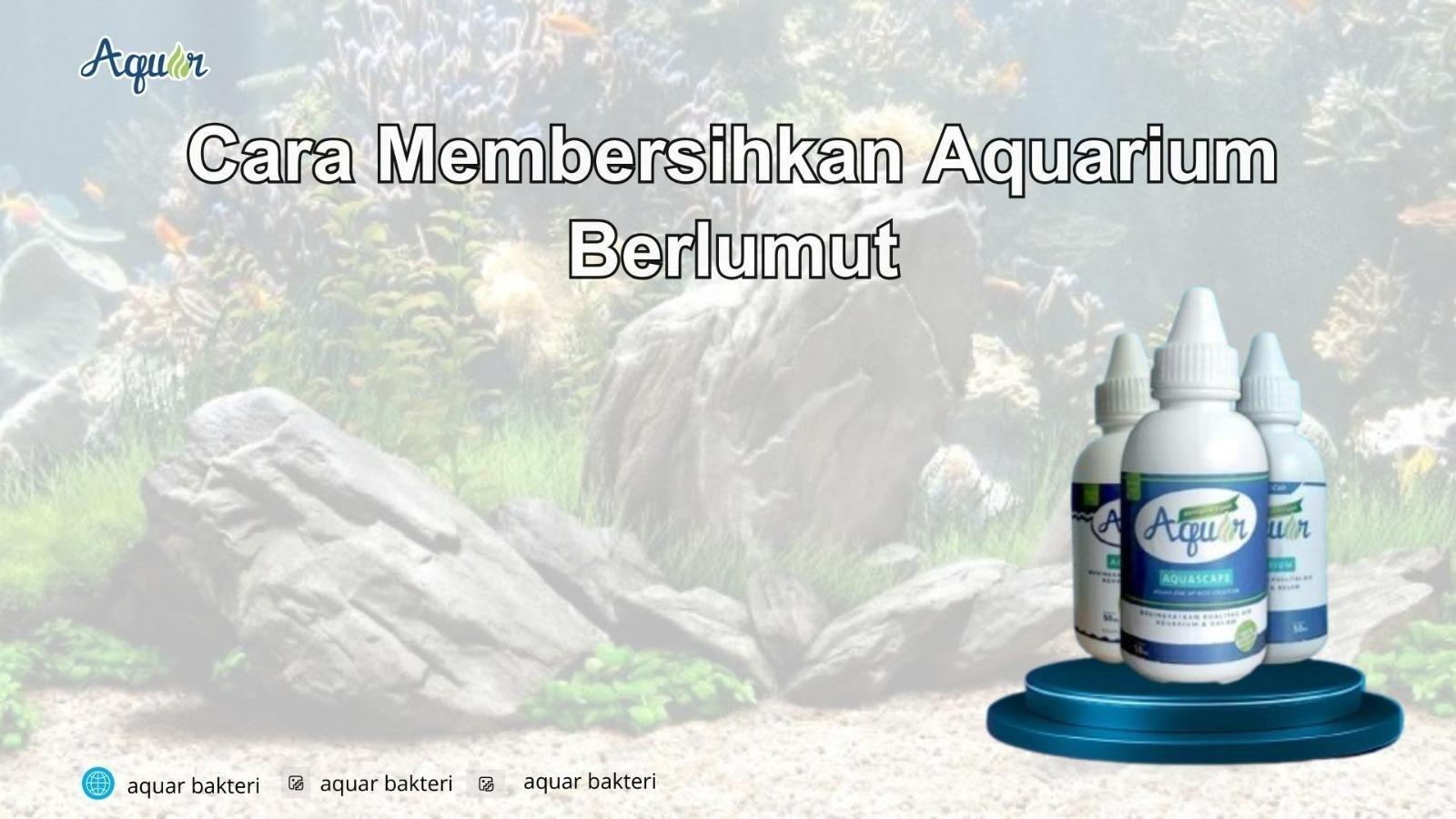 Cara Membersihkan Aquarium Berlumut