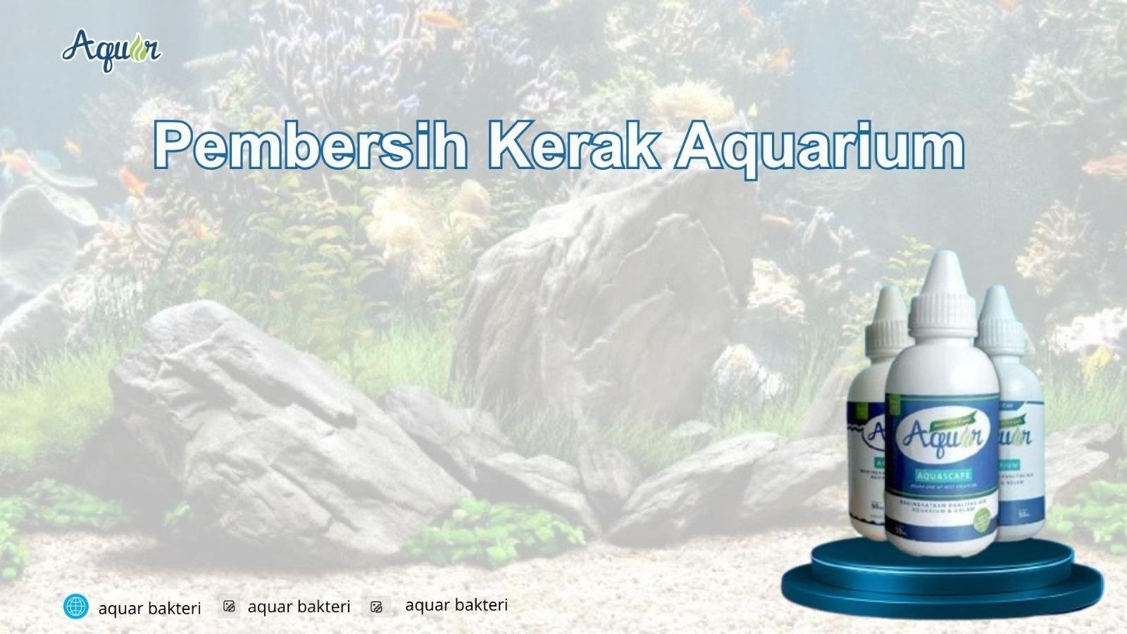 Bersihkan Kerak Aquarium