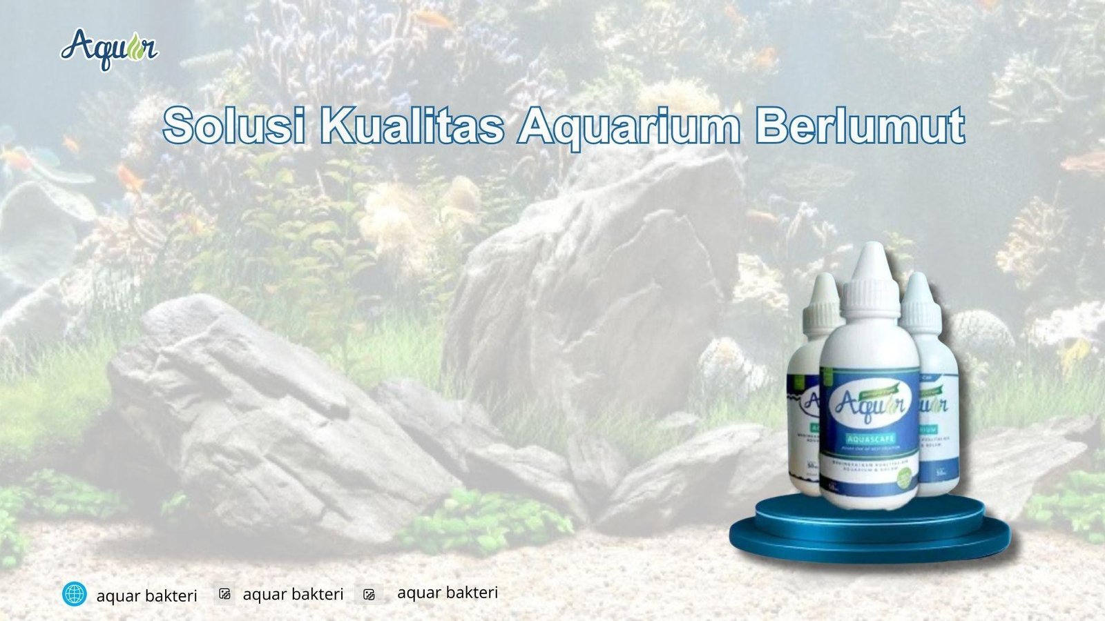 Solusi Kualitas Aquarium Berlumut
