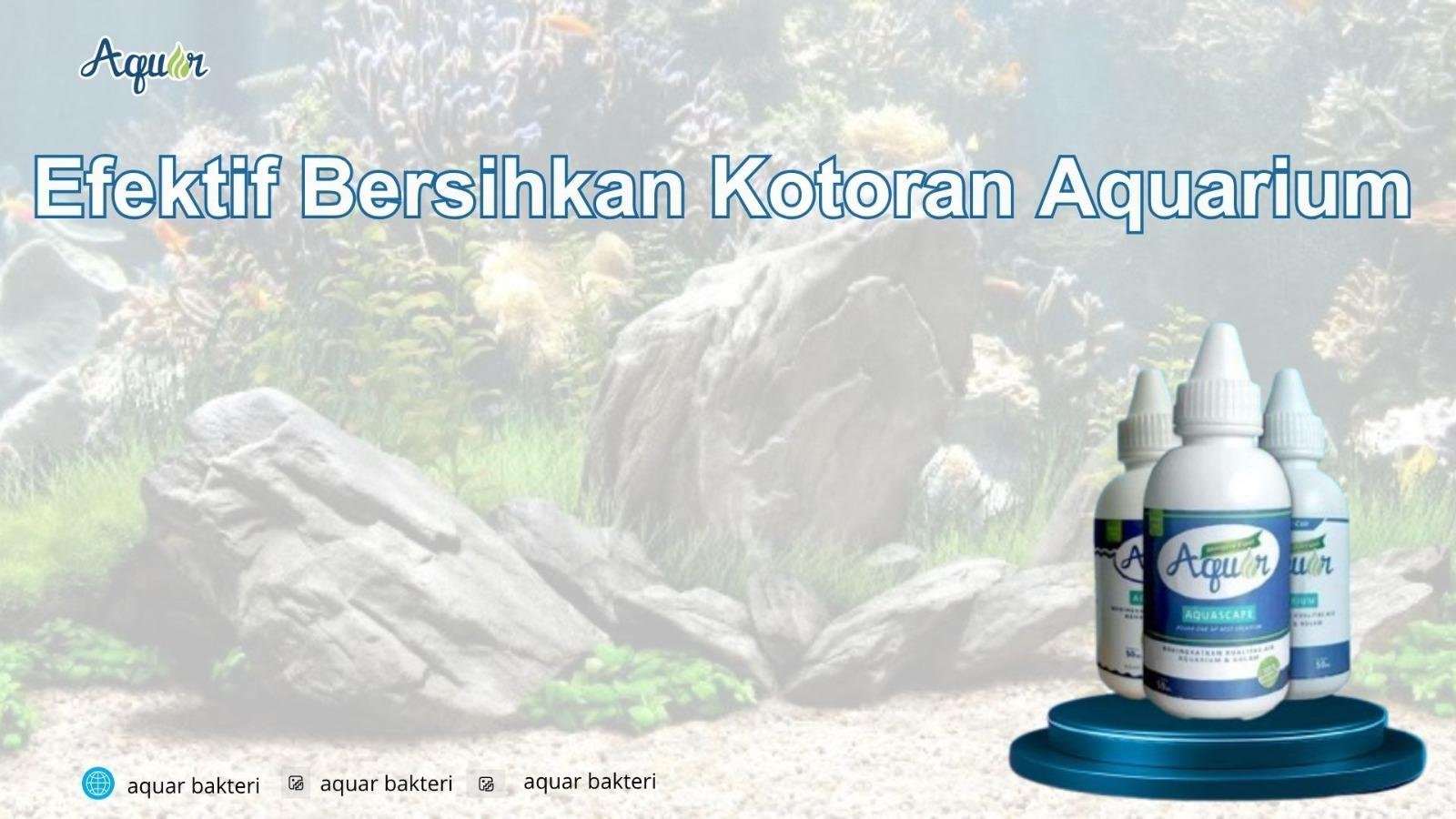 Efektif Bersihkan Kotoran Aquarium