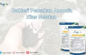 Bakteri Pemakan Amonia Nias Selatan