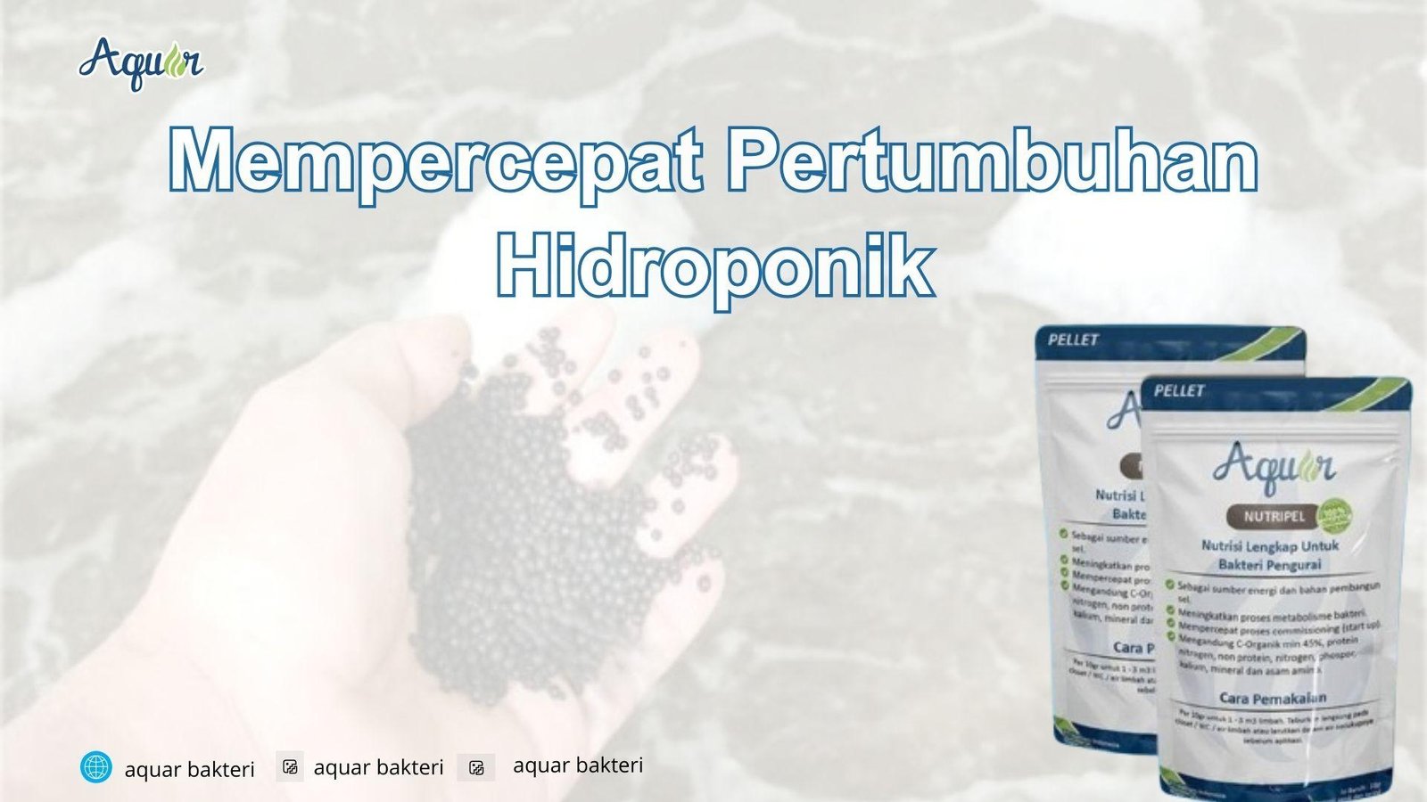 Mempercepat Pertumbuhan Hidroponik