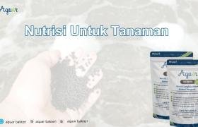 Nutrisi Untuk Tanaman