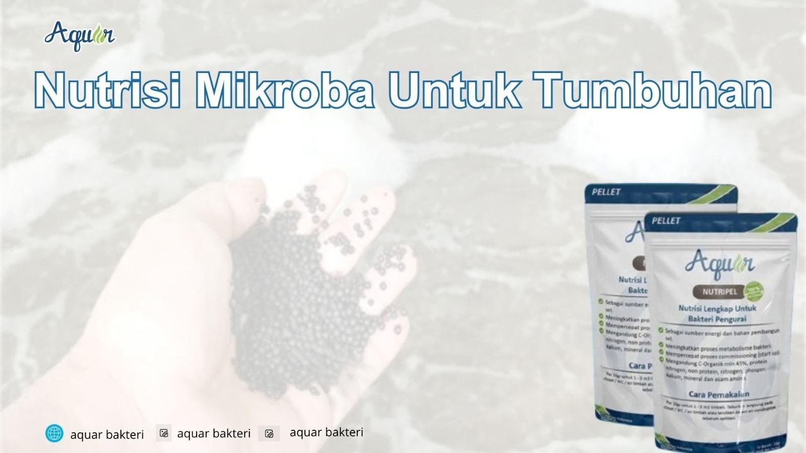 Nutrisi Mikroba Untuk Tumbuhan
