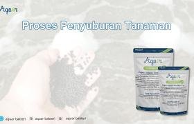 Proses Penyuburan Tanaman