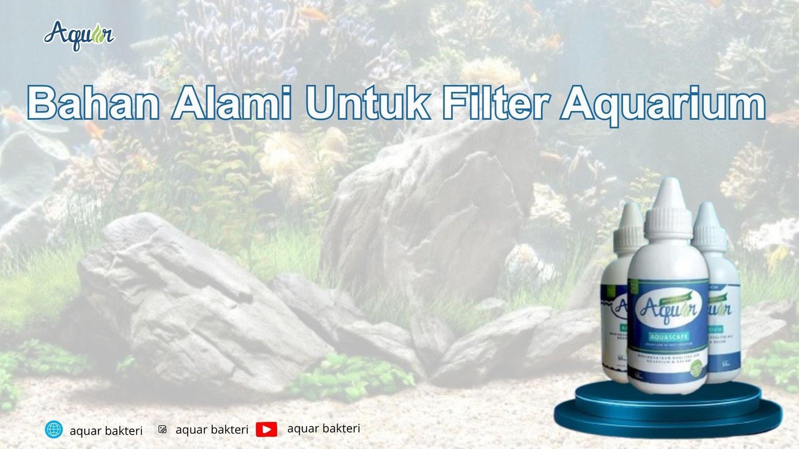 Bahan Alami Untuk Filter Aquarium
