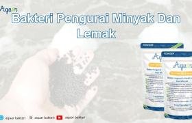 Bakteri Pengurai Minyak Dan Lemak