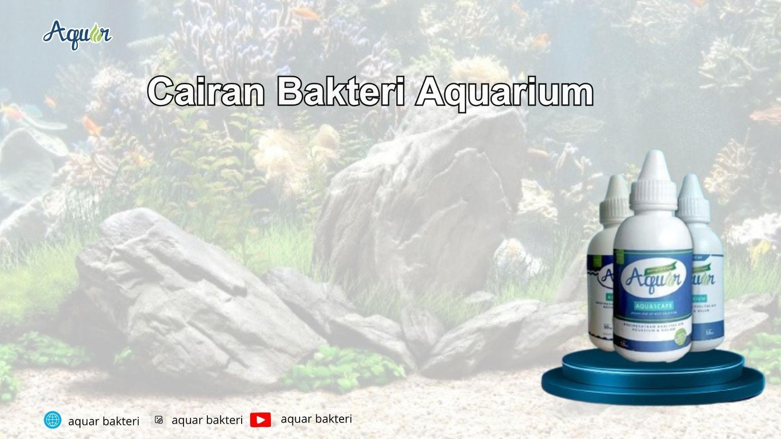Cairan Bakteri Aquarium
