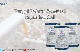 Fungsi Bakteri Pengurai