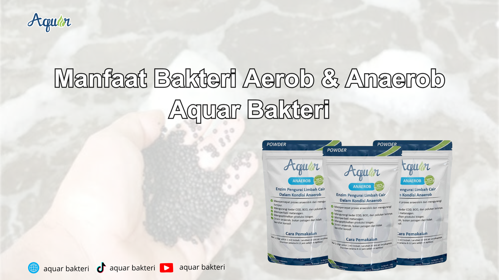 Fungsi Bakteri Anaerob