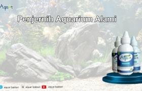 Penjernih Aquarium Alami