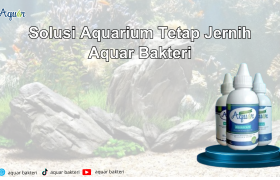 Solusi Aquarium Tetap Jernih