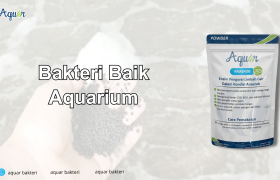 Bakteri Baik Aquarium