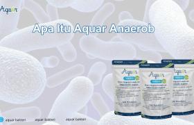Apa Itu Aquar Anaerob