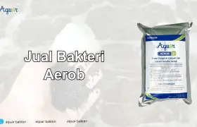 Jual Bakteri Aerob