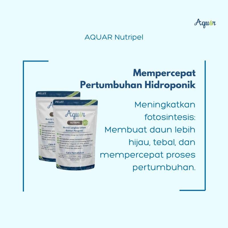 Mempercepat Pertumbuhan Hidroponik