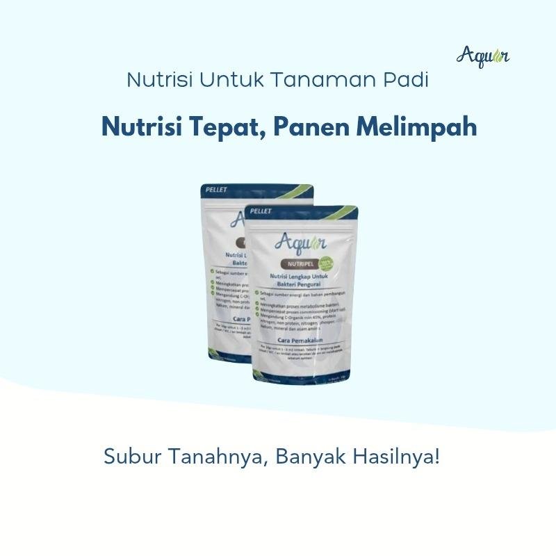 Nutrisi Mikroba Untuk Tanaman Padi