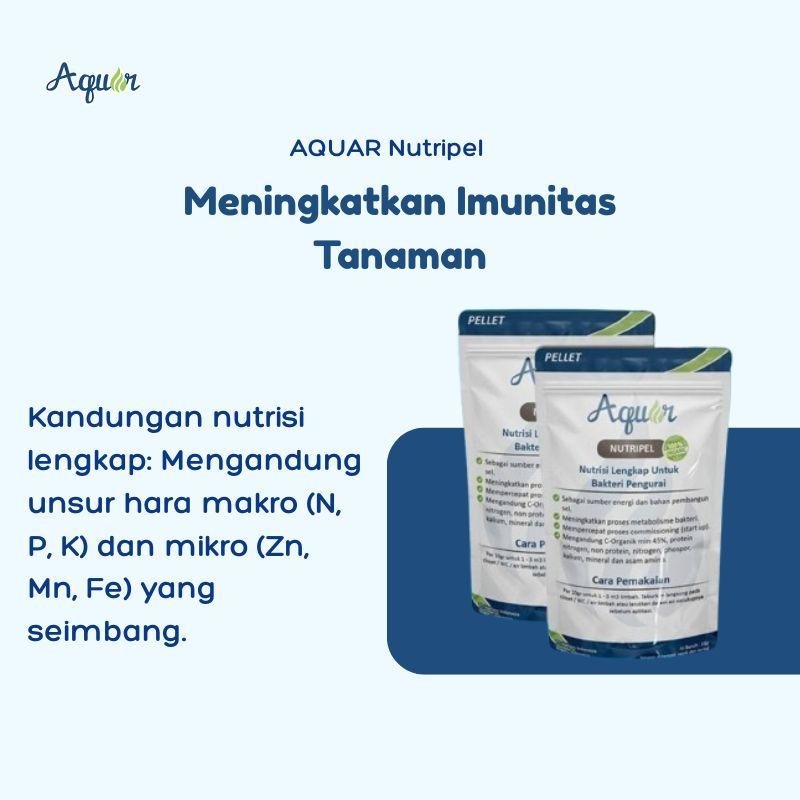 Solusi Meningkatkan Imunitas Tanaman