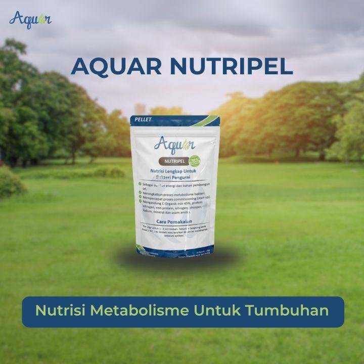 Nutrisi Metabolisme Untuk Tumbuhan