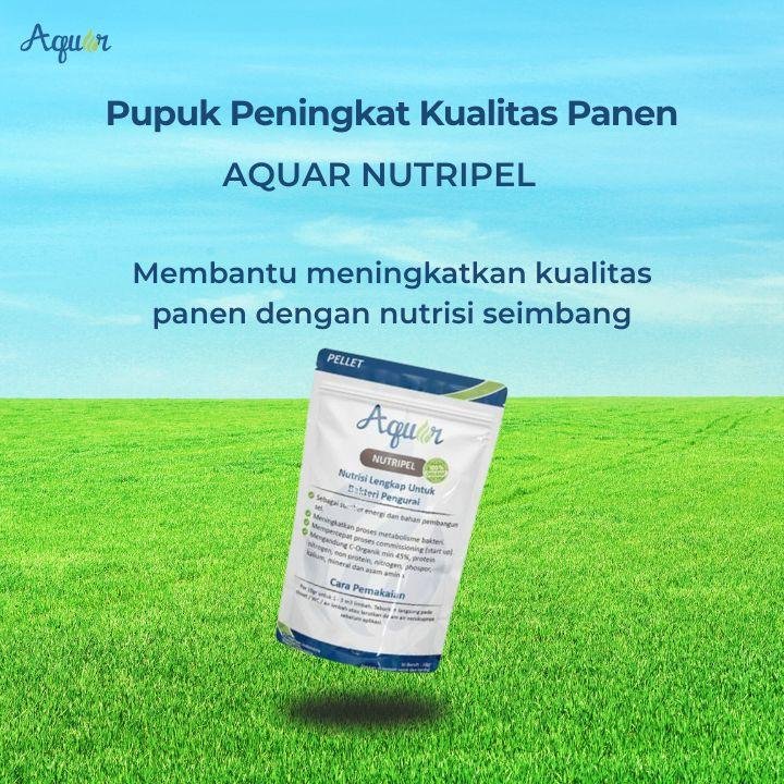 Pupuk Peningkat Kualitas Panen
