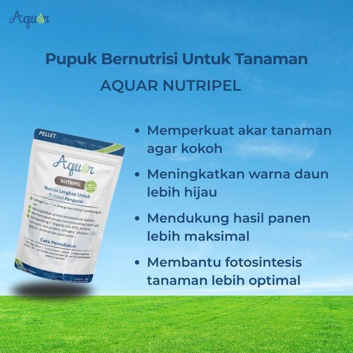 Pupuk Bernutrisi Untuk Tumbuhan
