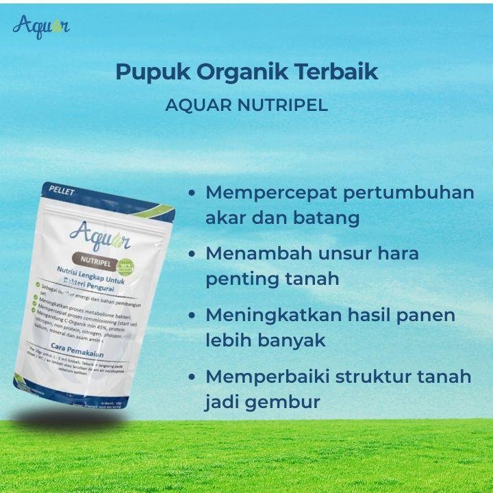 Pupuk Organik Terbaik Untuk Tanaman