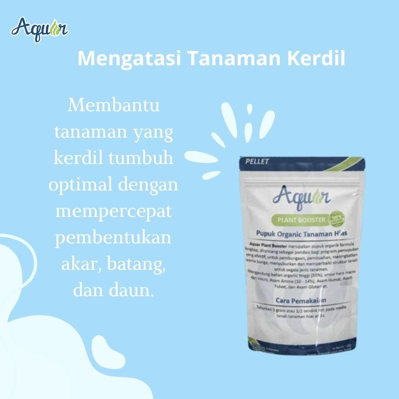 Mengatasi Tanaman Kerdil