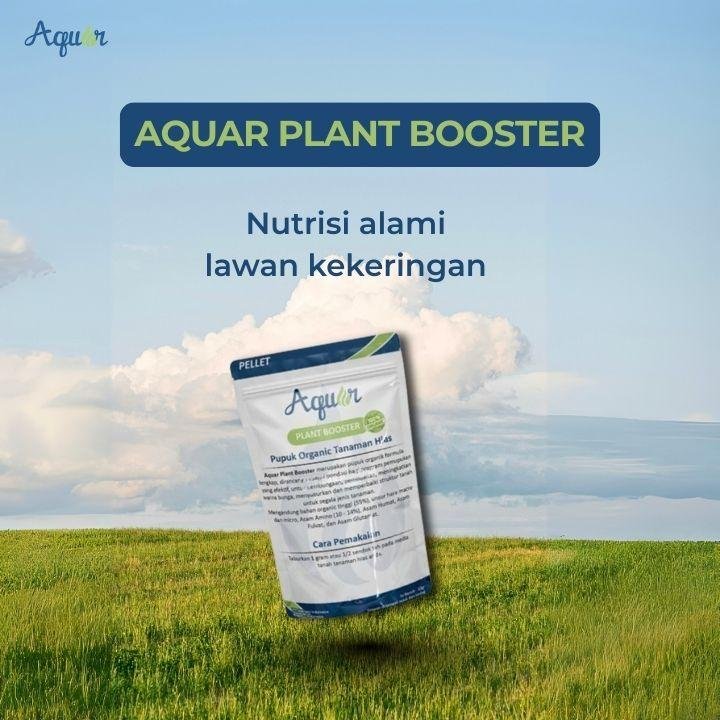 Solusi Jika Tanaman Kering