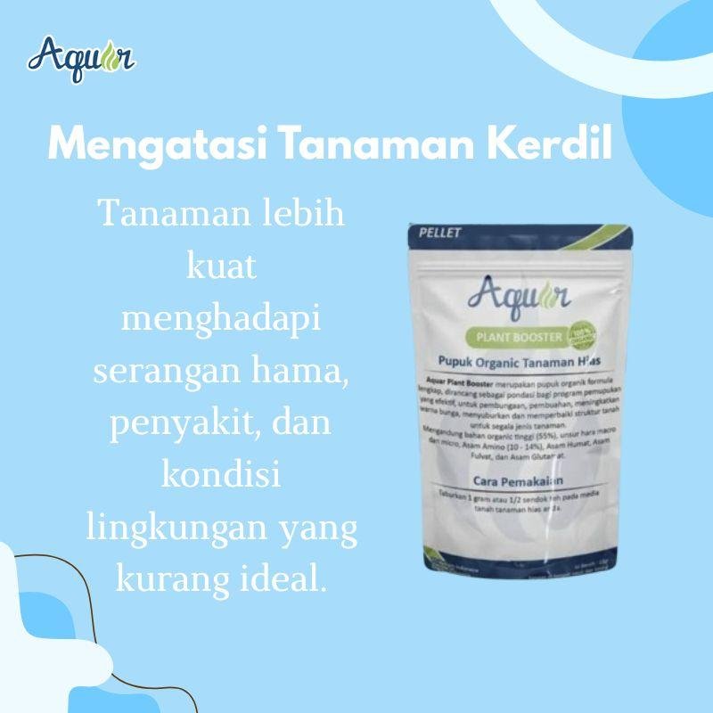 Solusi Mengatasi Tanaman Kerdil