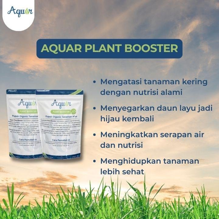 Solusi Tanaman Kering