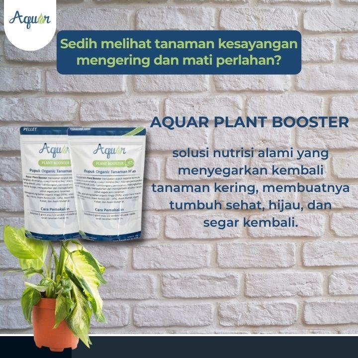 Solusi Untuk Tanaman Kering