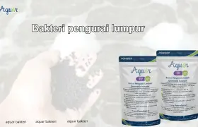 Bakteri pengurai lumpur