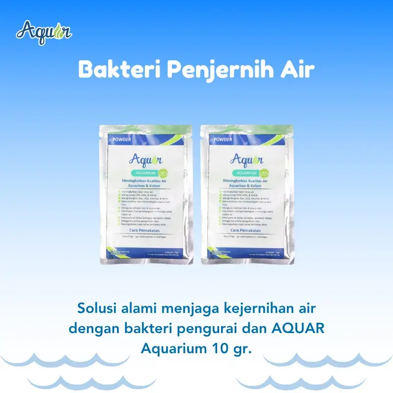 bakteri-penjernih-air.webp