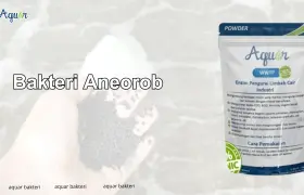 Jual Bakteri Anaerob