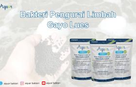 Bakteri Pengurai Limbah Gayo Lues