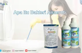 Apa Itu Bakteri Anaerob