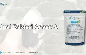 Jual Bakteri Anaerob