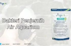 Bakteri Penjernih Air Aquarium