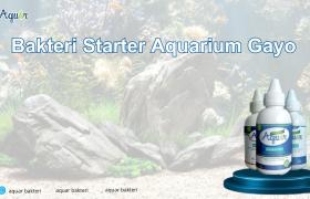 Bakteri Starter Aquarium Gayo