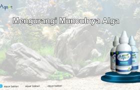 Mengurangi Munculnya Alga