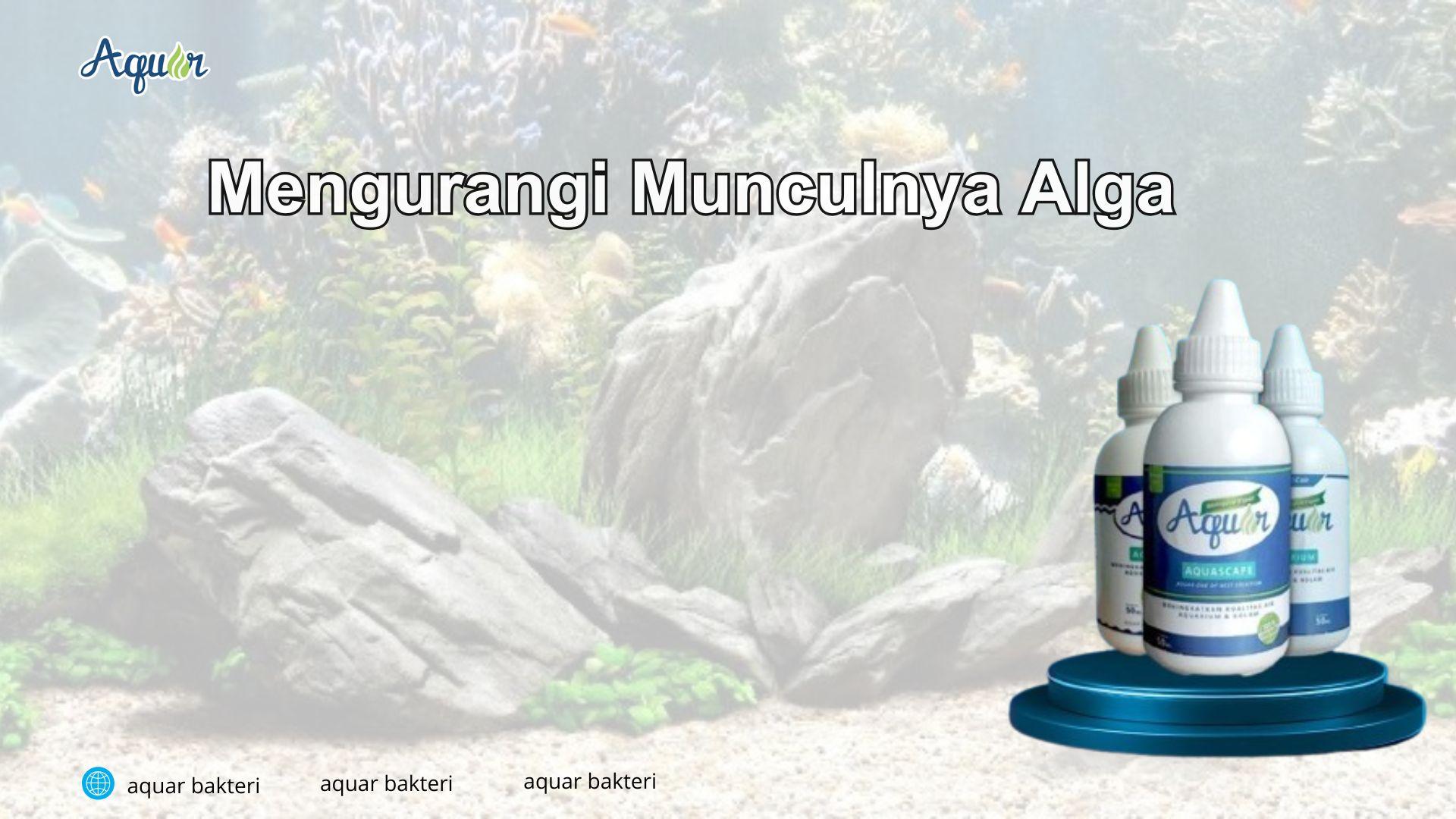 Mengurangi Munculnya Alga