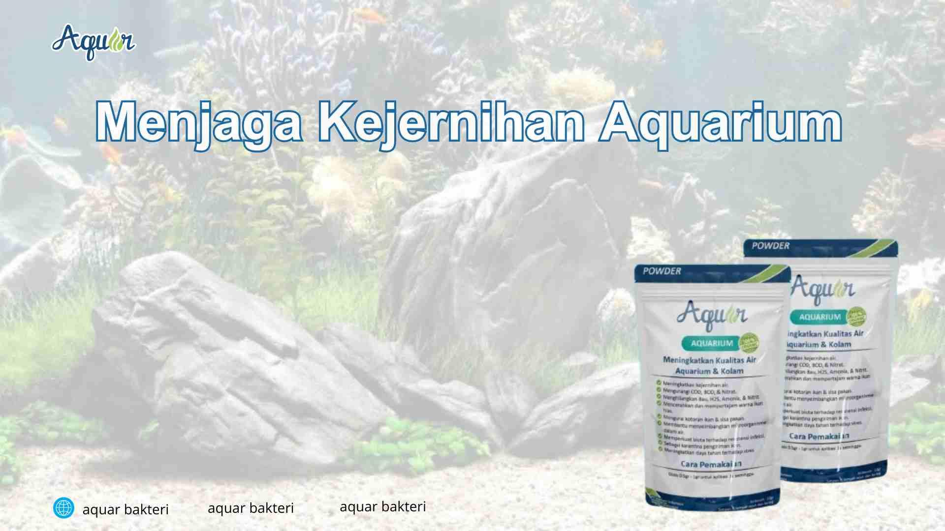 Menjaga Kejernihan Aquarium