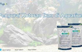 Pengurai Kotoran Ikan di Aquarium