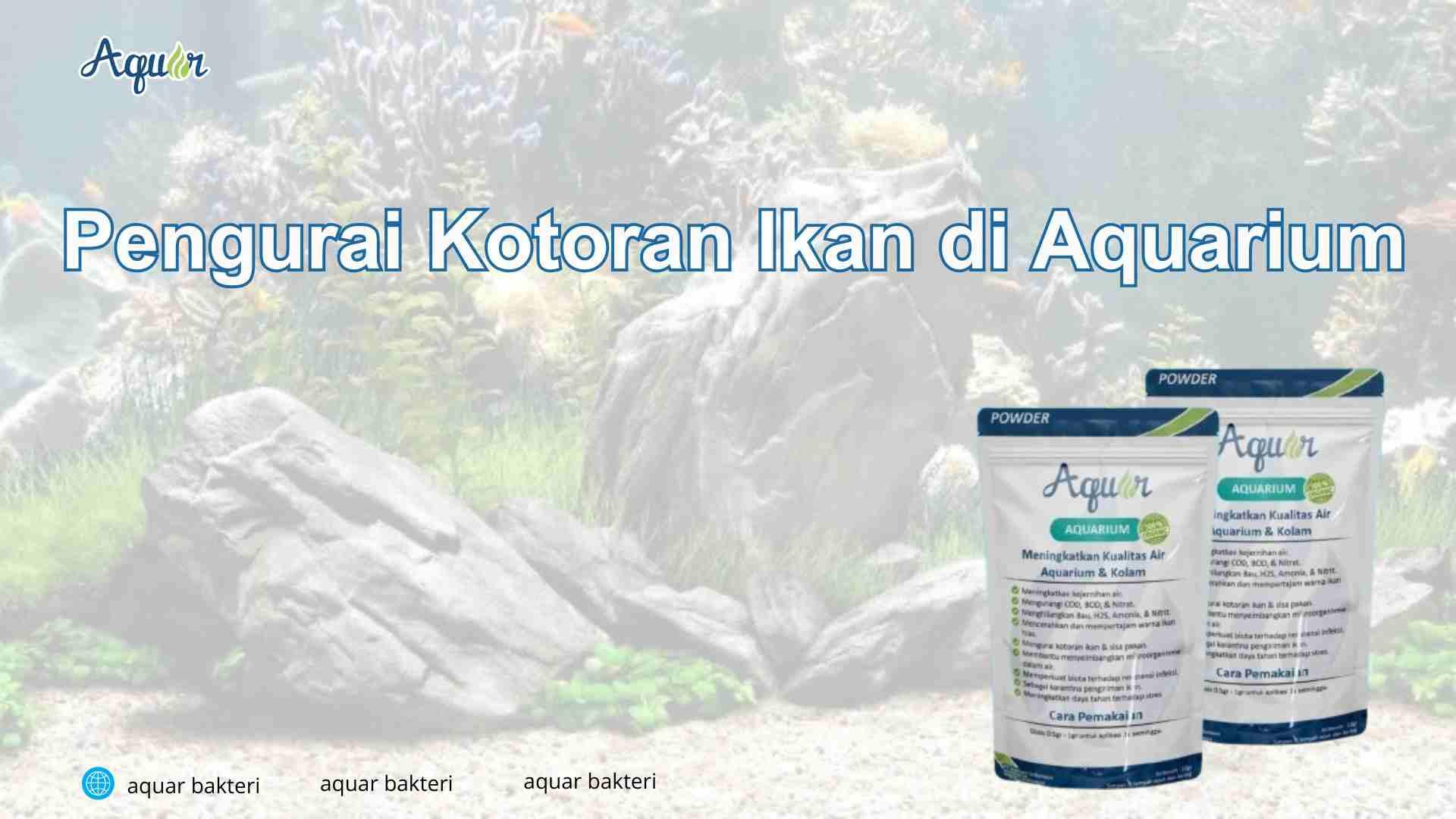 Pengurai Kotoran Ikan di Aquarium