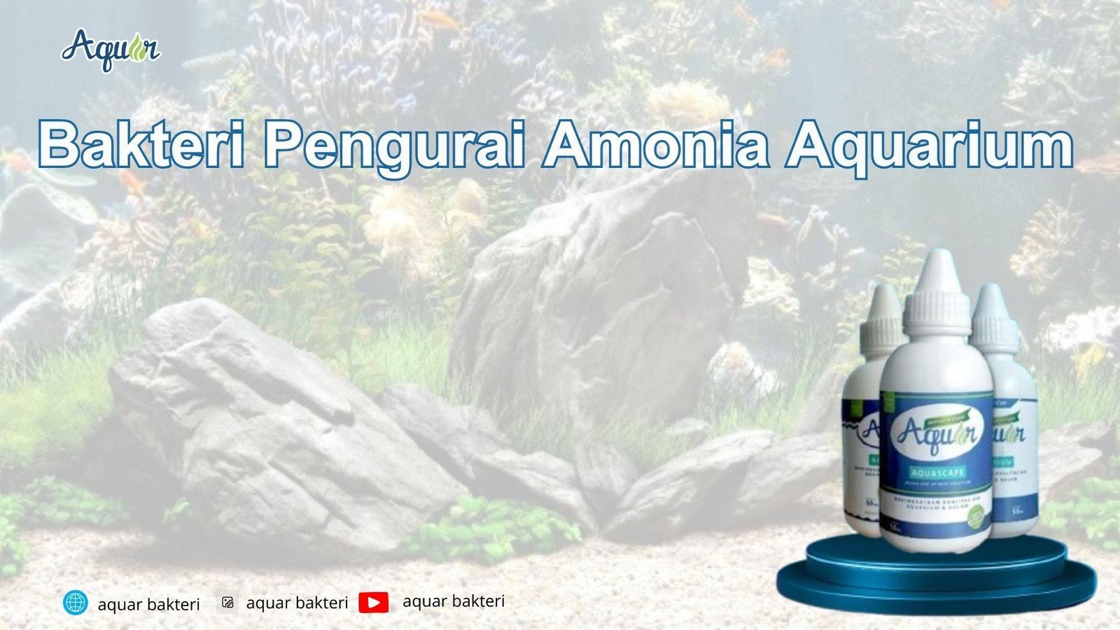Bakteri Pengurai Amonia Aquarium