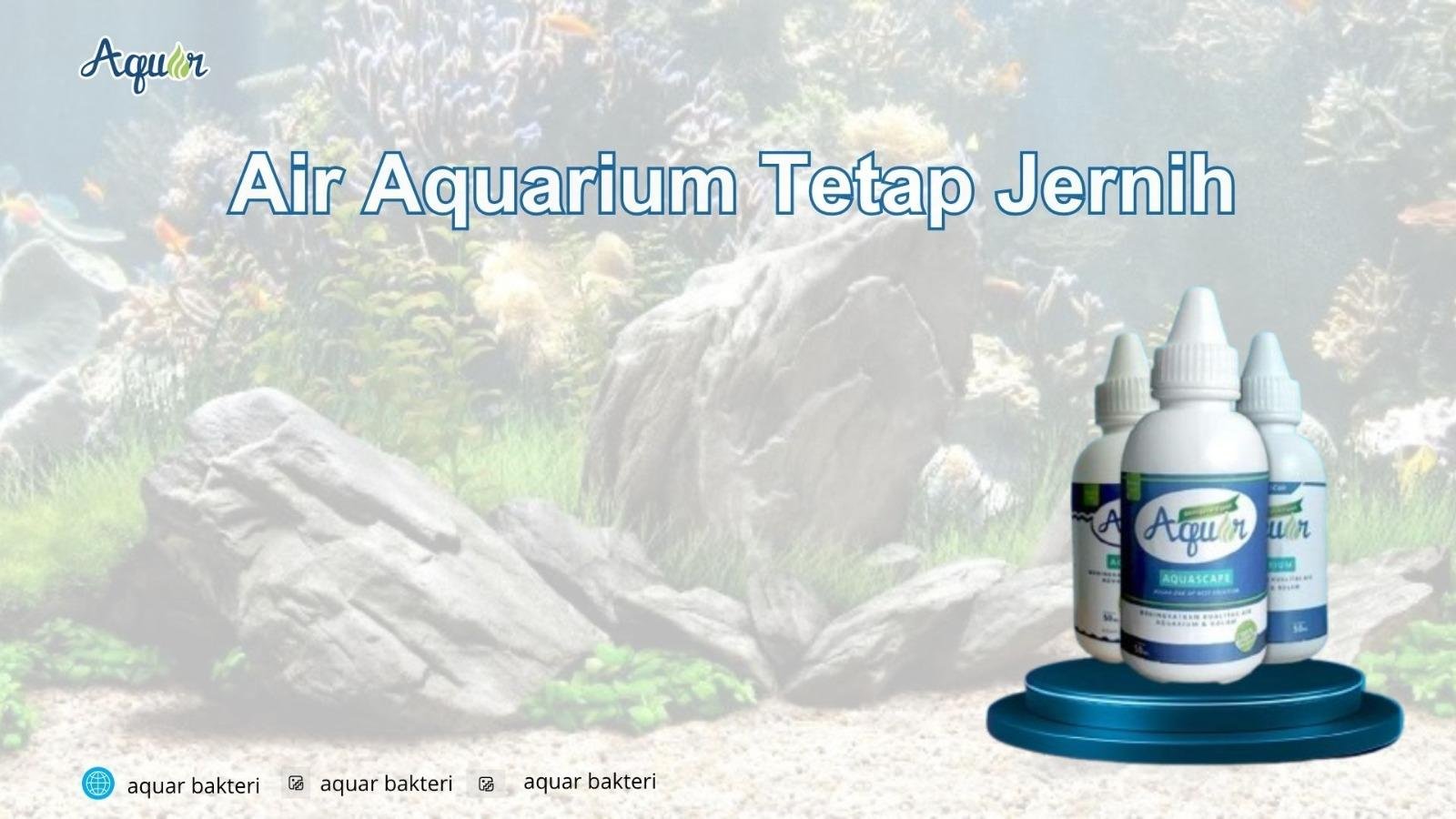 Air Aquarium Tetap Jernih