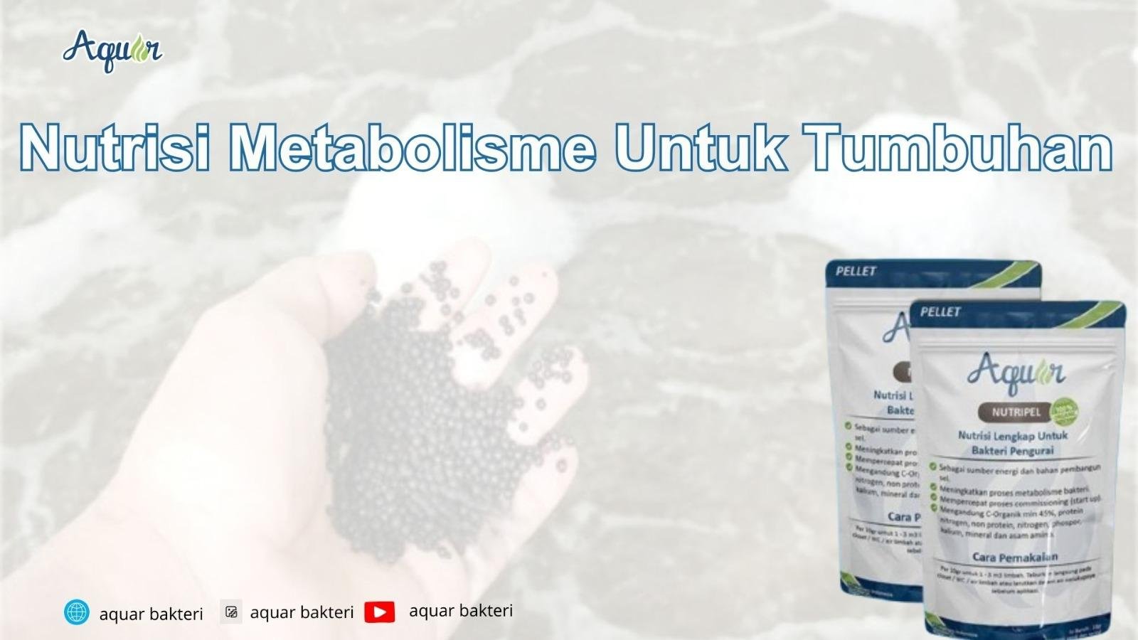 Nutrisi Metabolisme Untuk Tumbuhan