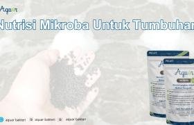 Nutrisi Mikroba Untuk Tumbuhan