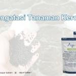 Mengatasi Tanaman Kerdil